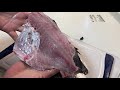 魚捌きシリーズ　石垣鯛　イシガキダイ