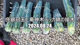 疣銀冠玉と竜神木テッカ錦の接木　2024 08 24