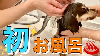 子犬、初めてのお風呂で大ハプニングww無事に入浴なるか！？【チワックス】