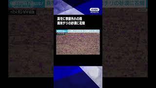 地球上もっとも乾燥した砂漠に突然「花畑」が出現　南米チリで季節外れの雨