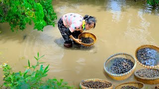 Harvest Rock Snails After 1 Year Of Farming To Sell At The Market, Cook With Rock Snails, Farm.