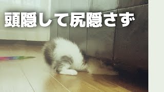 頭隠して尻隠さず