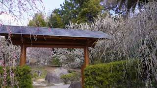 熱海梅園、熱海市、Ume Blossom Park in Atami City, Shizuoka Pref