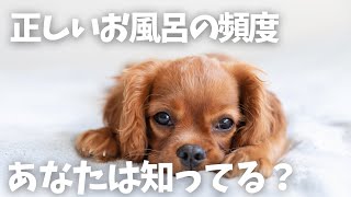 【入れすぎ注意】犬のお風呂の頻度はどれくらいが良いの？