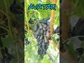 szőlő uva grapes raisins sorte avatar