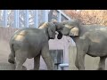 アジアゾウのハナとハナ【アニマルテレビ】 062 asian elephant s communication 【animal tv】