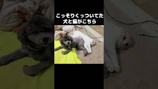 帰宅するとこっそりくっついてた猫と犬がこちら...#shorts