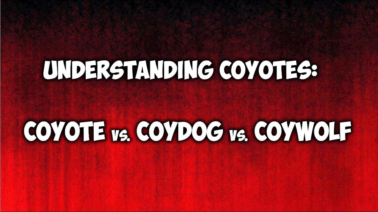 Understanding Coyotes Coyotes Coydogs And Coywolves Youtube