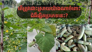 Fungal disease - ការបំផ្លាញរបស់ជំងឺផ្សិត