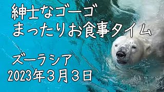 🧸　紳士なゴーゴ　まったりお食事タイム　～よこはま動物園ズーラシア～　2023年３月３日