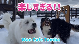 【多頭飼いの日常】今シーズン初の雪遊びに行ってきたら、テンション上がりまくり！【Bernese Mountain Dog】【Great Pyrenees】