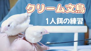 クリーム文鳥の雛　一人餌の練習　Java sparrow