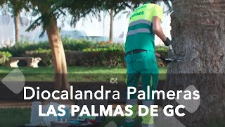 El 90% de las palmeras de Las Palmas de Gran Canaria está afectada por la diocalandra