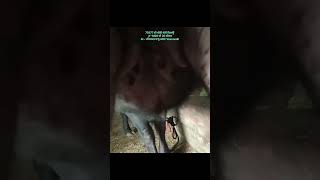 70577 ਦੀ ਖੀਰੀ ਕੱਟੀ ਮਾਂ M29 ਦੁੱਧ 20 ltr #reels #trending #shortvideo   #farming #cow #viral