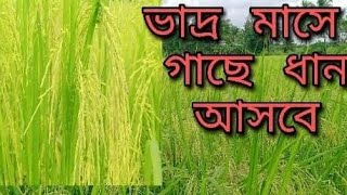 আউস মৌসুমের মিনিকেট জাতের ধান।