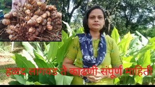 हळद पीक लागवड ते काढणी संपूर्ण माहिती|Turmeric crop cultivation to harvesting complete information