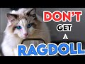 This Is Why You Shouldn't Get A Ragdoll Cat