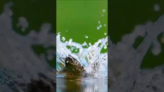 Beautiful Bird Diving Into The Water.