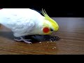 ヒマワリの種を食べるオカメインコ【cockatiel】