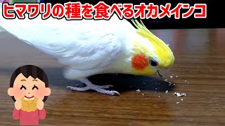 ヒマワリの種を食べるオカメインコ【cockatiel】