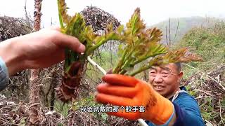 秦岭最难采的刺老芽，阿松遇到一小片掰的惊心动魄，但味道爽歪歪