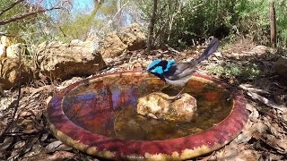 Up Close, a Superb Blue Wren \u0026 Family with a Visit by Willie Wagtail