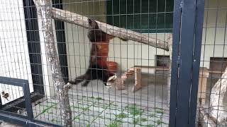 2019.5.24 15:27 釧路市動物園 レッサーパンダ コキン なつかし映像⑤ また遊び出した