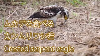 【ムカデを食べる】カンムリワシ若 Crested serpent eagle