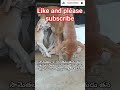 పశువుల ప్రాణమును దయతో చూచును . viralvideo doglife dog lover dogshorts dogs