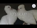 how to pair pigeon in malayalam ഇങ്ങനെ പ്രാവുകളെ ജോഡി അകും a 2 z അറിയേണ്ടതെല്ലാം