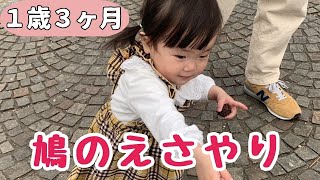 鳩と子供　そして突然現れたおじいちゃんありがとう　#1歳3ヶ月