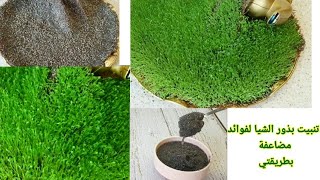 تنبيت البذور واستخدامها طوال السنة دون الحاجة لشراء المزيد /الشيا ..بذور الكتان ..حب الرشاد...