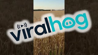 Australian Shepherd Frolics in the Wheat Field || ViralHog