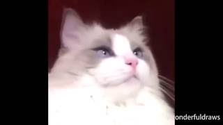 Cat vietnam flashback