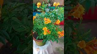 Phulon Se Bhari Hui Meri Dwarf Tecoma Plant / How To Grow And Care Tecoma Plant