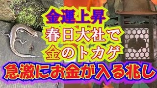 【金運上昇】この動画にたどり着いたあなたへ！春日大社で特別参拝に行ったら、黄金のトカゲに出会い、金運激上昇の兆し！！