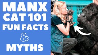 Manx Cats 101 : Fun Facts \u0026 Myths