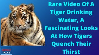 A Tiger Drinking Water A Fascinating Looks At How Tigers Quench Their Thirst #shorts #youtubeshorts