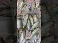 道の駅笠岡ベイファーム直売所鮮魚コーナー9 29