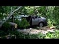 Tree Falls On Car In Weston