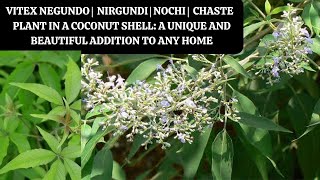 Vitex negundo |  Nirgundi | Nochi |  Chaste  Plant in a Coconut Shell: A Unique and Beautiful