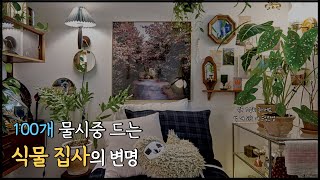 화분 100개 넘게 키운 식집사의 이야기 | 식물을 키우게 되는 이유 중 하나, 건강 문제 (4K/SUB)