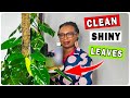 How To Clean Indoor Plant Leaves For A Shiny And Pest-Free Look