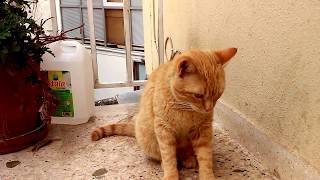 CUTE RED KITTEN PLAYING!!!