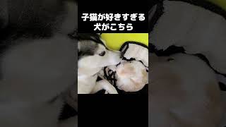 子猫が好きすぎて犬がこうなる...#猫 #cat