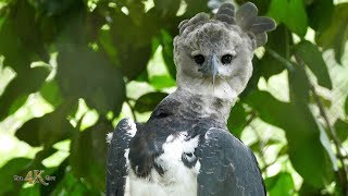 Panama: The majestic and beautiful Harpy Eagle in Ultra High Definition