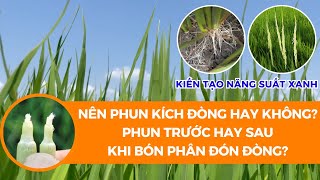 BVN - CÓ NÊN PHUN KÍCH ĐÒNG HAY KHÔNG| PHUN TRƯỚC HAY SAU KHI BÓN PHÂN ĐÓN ĐÒNG?| BIOCROPSCIENCES VN