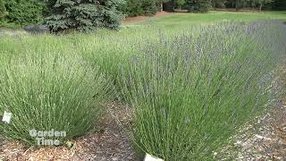 Willamette Valley Lavender Festival