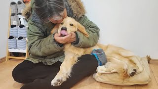 Leaving for the Rainbow Bridge. Thank you. Until we meet again. [Golden Retriever Japan]