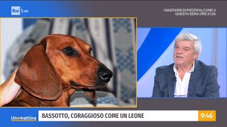 Bassotti, cani molto speciali - Unomattina - 27/09/2021